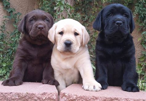 labrador puppies  sold