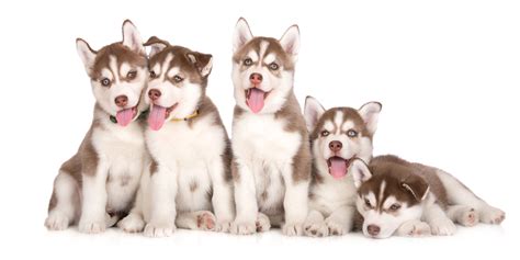 #1 | Siberian Husky Puppies For Sale By Uptown Puppies