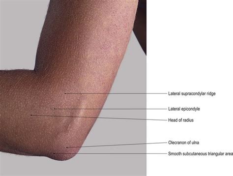 Olecranon Process Palpation