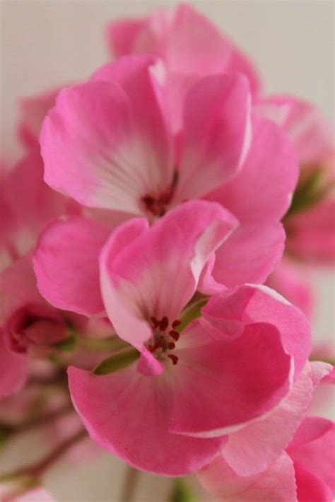 Природа | Красивые цветы, Природа, Герань
