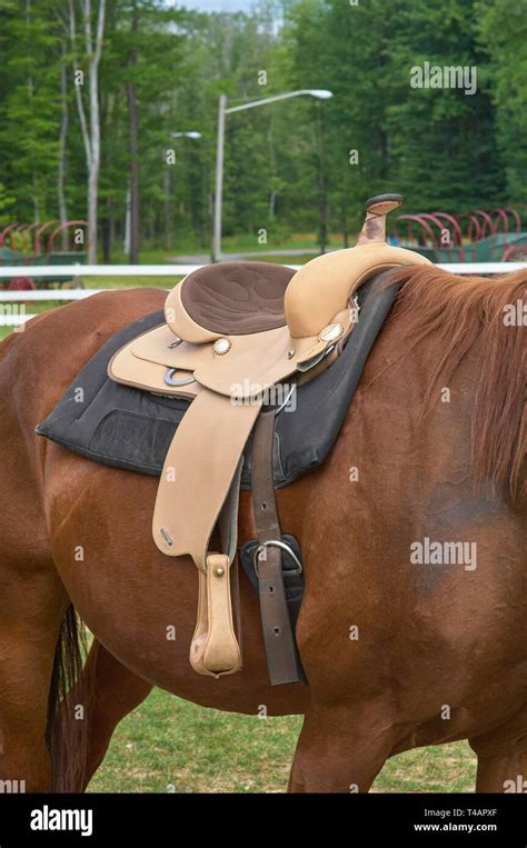 horse saddled with western saddle Stock Photo - Alamy