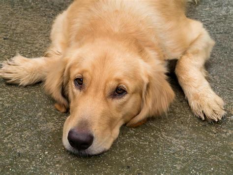 Sad Golden Retriever Stock Photos, Images and Backgrounds for Free Download