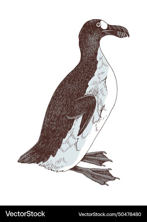 Great auk extinct flightless bird Royalty Free Vector Image