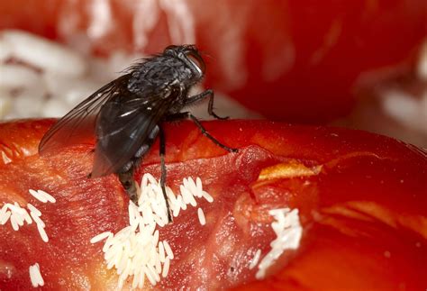 Do Fruit Flies Lay Eggs In Houseplants at Liam Threlfall blog