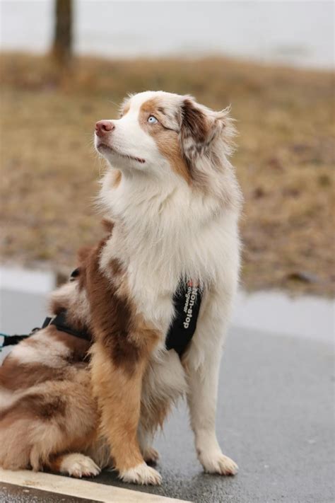 Australian shepherd · Free Stock Photo