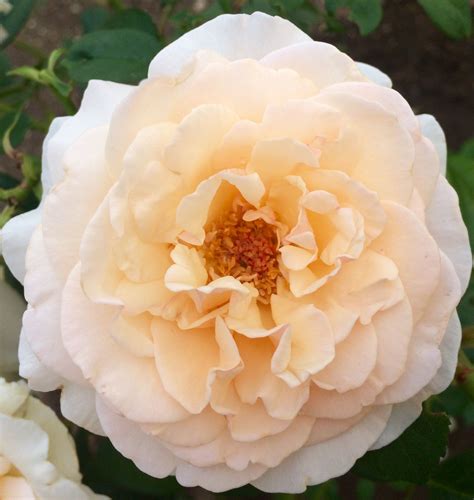 Нежная роза в саду🌹 | Flowers, Rose, Garden