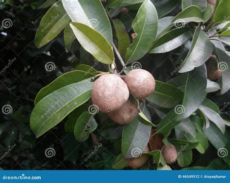 manilkara zapota ciku fruit  malay stock photo image  native