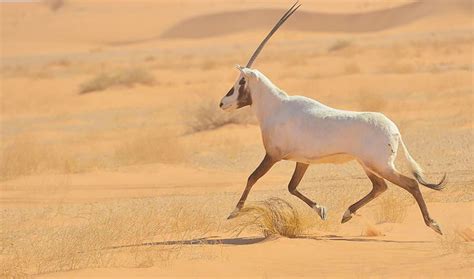 Saudi Arabia implements strict rules to protect wildlife | Arab News