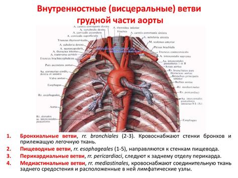 Анатомия грудной и брюшной аорты - презентация онлайн