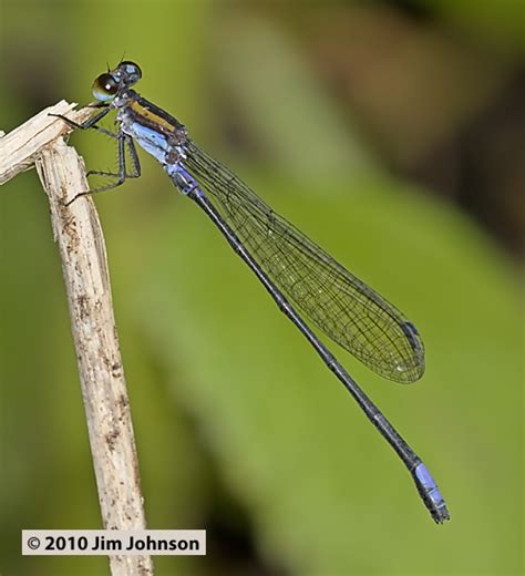 Photos of an undescribed damselfly Argia