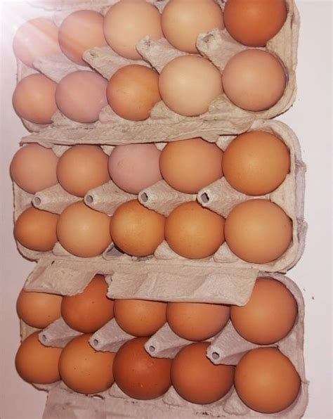 Domaća jaja