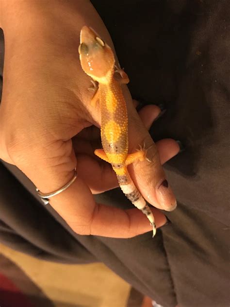 why is gecko shaking fast 2