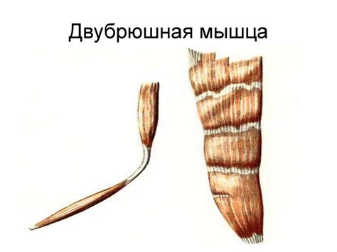 Введение в миологию - презентация онлайн