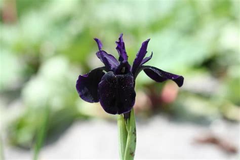 Iris chrysographes Black Form
