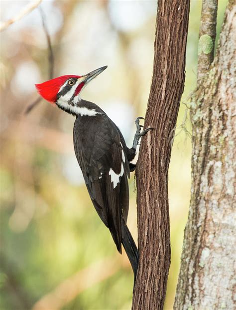 Pileated Woodpecker Photograph by Edie Ann Mendenhall - Pixels