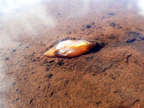 Mussel in the St. Croix River | Open Rivers Journal