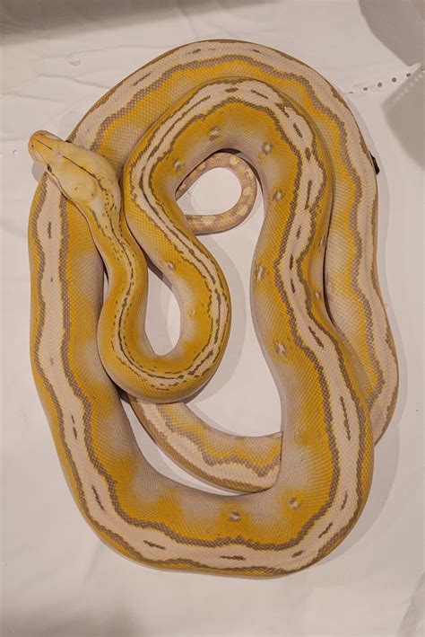 My male retic - Reticulated Pythons - MorphMarket Reptile Community