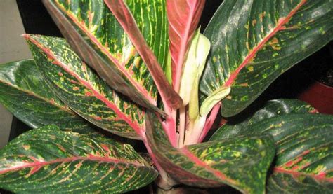 jenis aglaonema  ratu daun eksotis  beragam harganya