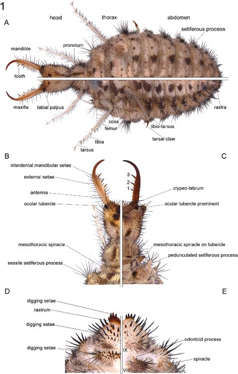 Neuroptera Larvae