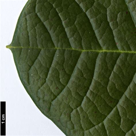 Rhododendron macabeanum - Trees and Shrubs Online