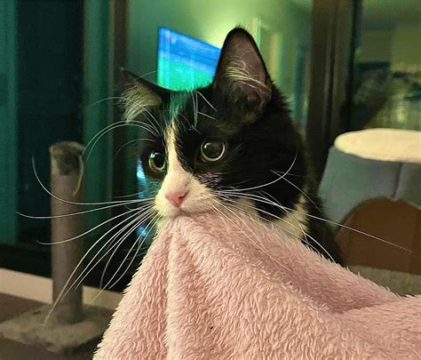 do cats regrow whiskers 5