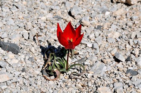 greek flora