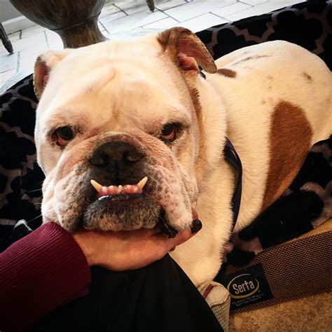 Indiana Bulldog Rescue | sammy