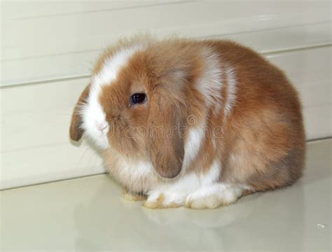 Pet Rabbit-Angola Long Ear Rabbit Stock Image - Image of young, rabbit ...
