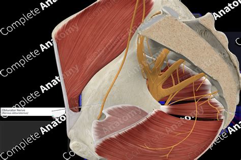 artaire obturator agus nerve posterior branch  obturator nerve