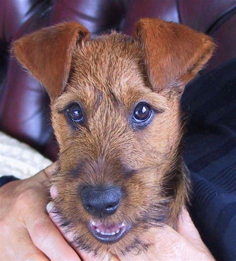 Irish Terrier Dog Breed Pictures, 1