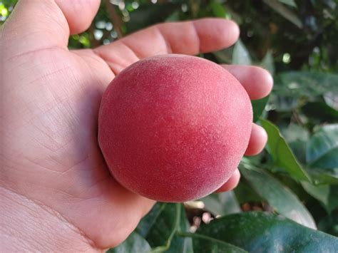 babcock peach tree 9