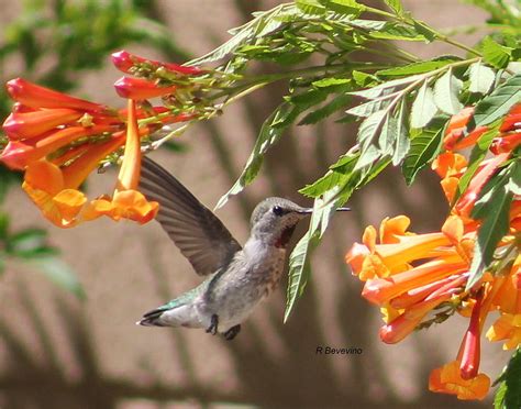 Hummingbird Enjoying Lunch Photograph by Richard Bevevino - Pixels