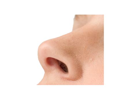 nose png transparent images