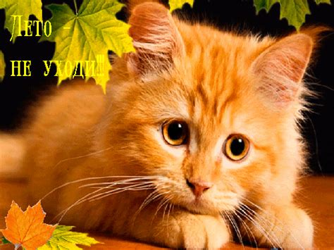 Анимированная открытка Лето - не уходи! печальный оранжевый котенок