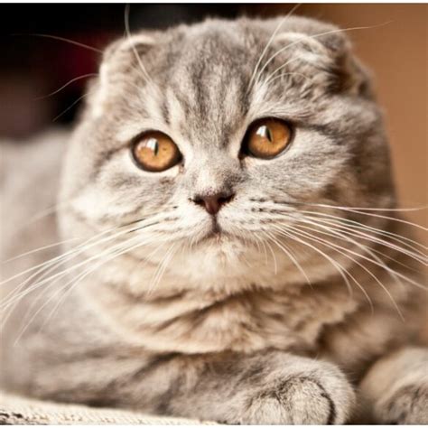Feline 411: All About The Korat Cat Breed