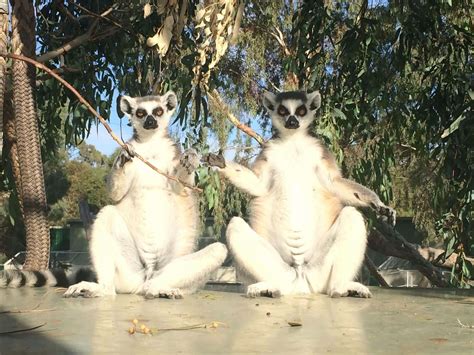 Ring-tailed Lemur - Altina Wildlife Park