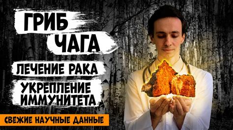 Гриб ЧАГА 🍄 против рака - официальные исследования и полезные свойства ...