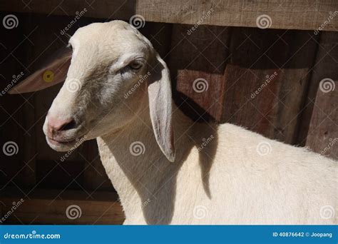Sheared sheep stock photo. Image of humor, farming, sheared - 40876642