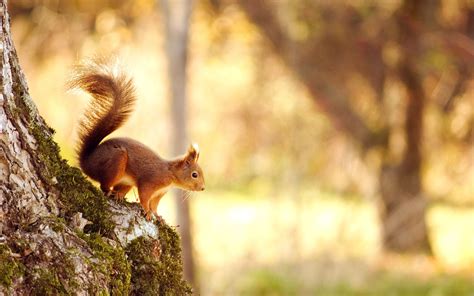 Autumn Squirrel Wallpapers - Wallpaper Cave