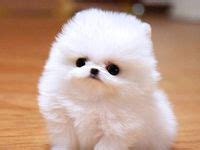 18 Pom puffball ideas | cute puppies, baby animals, cute animals