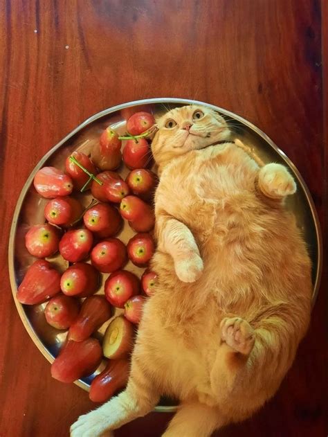 Crazy Cat with Fruits