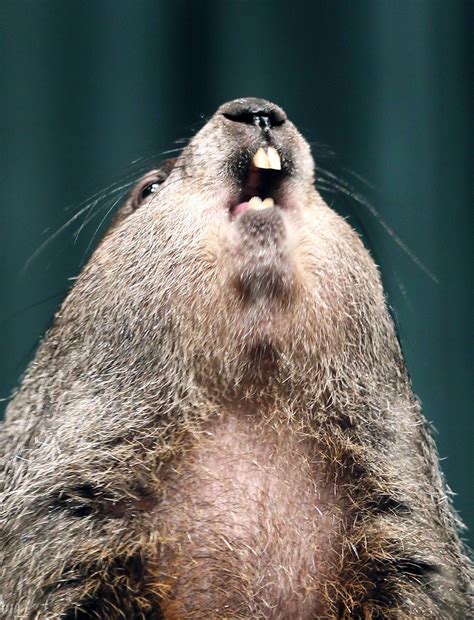 Woodchuck Teeth