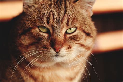 Free Images : close up, nose, whiskers, snout, skin, vertebrate, tabby