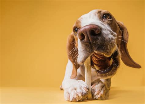 How to Prepare Deer Antlers for Dogs? | RexiPets