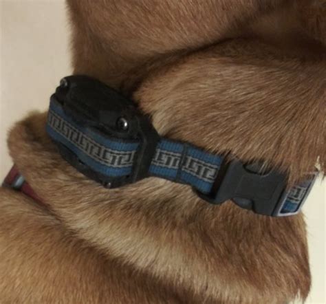 remote collar strap options canine life skills