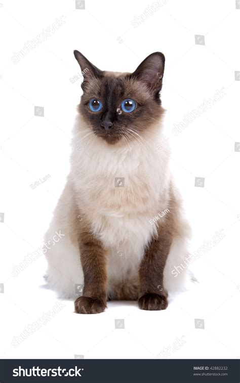 40 Blue Birmanese Cat Images, Stock Photos & Vectors | Shutterstock