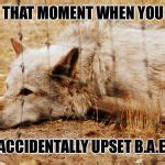 Sad wolf Meme Generator - Imgflip