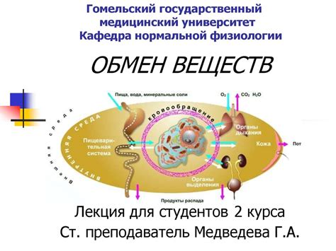 Обмен веществ - презентация онлайн