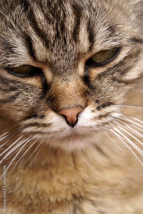 katze stock photo adobe stock