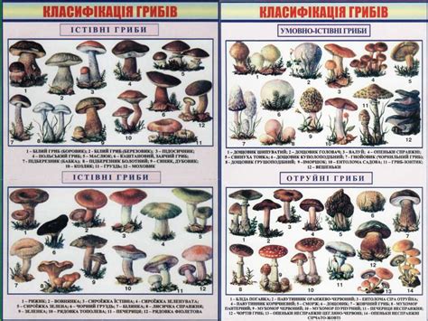 Осінні гриби своєї місцевості. Розмноження грибів. Грибниця, її ...